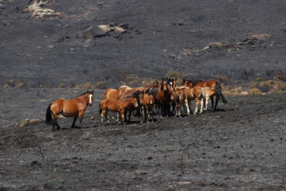 Una manada de caballos busca pasto en la zona arrasada por el fuego en Navalacruz, Ávila. JUAN CARLOS HIDALGO