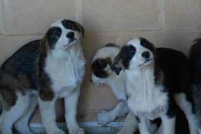 Los tres cachorros de tres meses que serán sacrificados en la perrera de la Diputación Provincial si en 30 días no encuentran una casa de acogida. DL