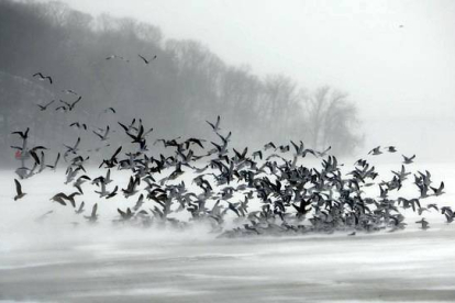 Una bandada de pájaros sobre la bahía de Irondequoit.