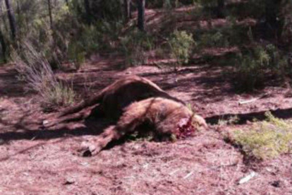 Imagen del bisonte alfa muerto, hallado en la Reserva de Valdeserrillas de València.