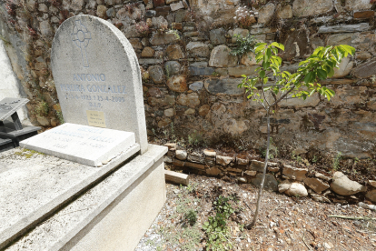Otra imagen del cerezo junto a la sepultura de Antonio Pereira y Úrsula Rodríguez. L. DE LA MATA