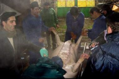 La asociación Las Rapinas sacrificó ayer dos cerdos en su afán por recuperar la tradición de la mata