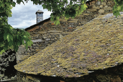 Musgo, completamente seco, en un tejado de pizarra que mira al norte en el pueblo de Penoselo. M.F.
