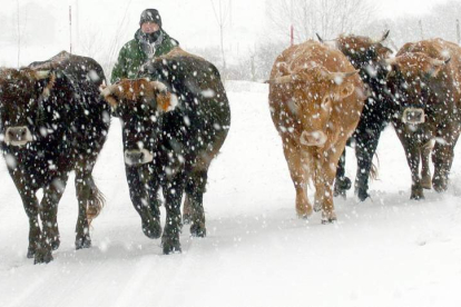 Vacas de vuelta de los puertos en medio de la nieve. efe