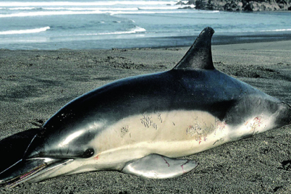Un ejemplar de delfín aparecido en una playa de Navia, en Asturias, muerto por las heridas de artes de pesca. CONCEPCIÓN PÉREZ