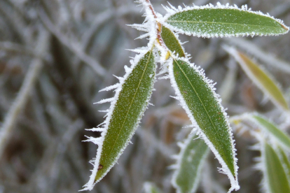 Hojas heladas en una jornada de invierno. ACP