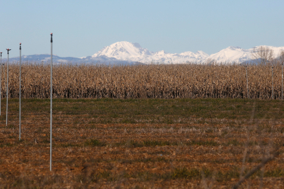 Fincas de maíz en los alrededores de Fontecha del Páramo. FERNANDO OTERO