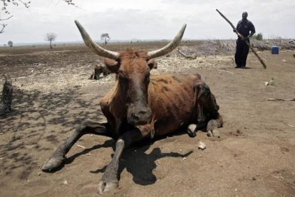 Un ganadero y una vaca exhausta en el área de Chisumbanje, 500 kilómetros al este de Harare, la capital de Zimbabue, el día 15.