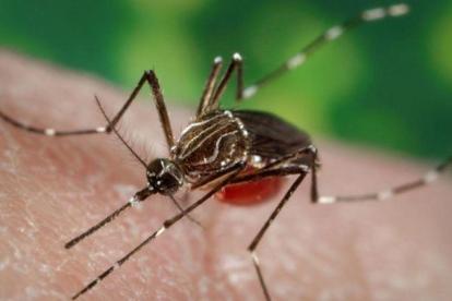 El dengue es una infección vírica transmitida por la picadura de las hembras infectadas de mosquitos Aedes.