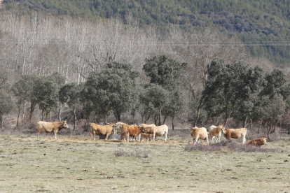 Un rebaño de vacas en un paraje leonés. DL