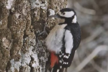 Un pico picapinos (‘picatueru’ en leonés).