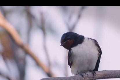 Una golondrina común (‘andurina’ en leonés)