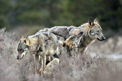 Imagen de dos lobos, una de las especies ibéricas más amenazadas. ANDONI CANDELA