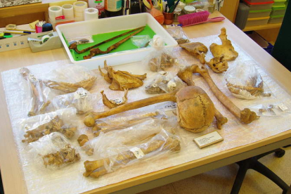 Restos óseos encontrados en Valdelugueros de la época del Mesolítico. DL
