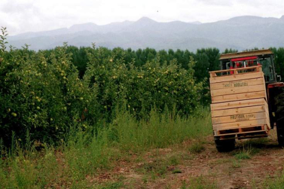 Un tractor en un área frutícola cercana a Ponferrada. ana f. barredo