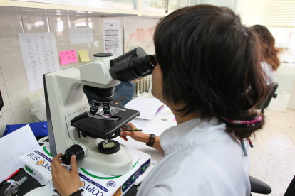 Una investigadora de la Universidad de León durante el proceso científico. archivo