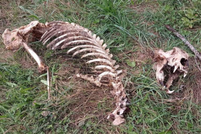 Restos del esqueleto de oso encontrados en Fasgar. DL