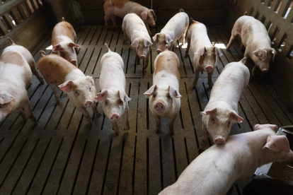 De ser aprobado, el test tendrá un gran impacto en el manejo de la brucelosis porcina. JESÚS F. SALVADORES