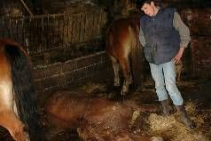 Un ganadero observa a un caballo muerto en una granja de Caboalles
