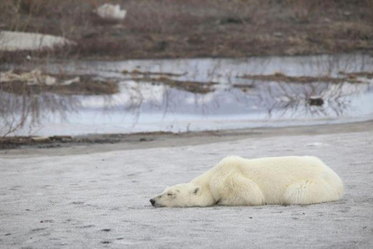 Oso polar en Talnaj, a 500 kilómetros al sur de su hábitat.