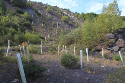 En la zona de Villablino se plantaron 18.000 árboles
