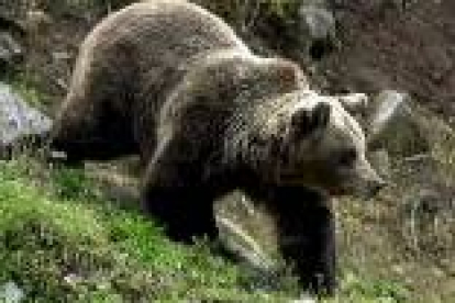Foto de archivo de la especie de oso que habita los montes de Salentinos