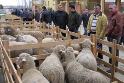 La reses de ovino fueron las más numerosas en la feria ganadera de San Blas de Gradefes