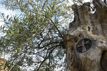 Marca de la Cruz de Santiago en un olivo centenario en la localidad del Bierzo Alto de Labaniego, por donde discurre el 'Camino olvidado'. CÉSAR SÁNCHEZ