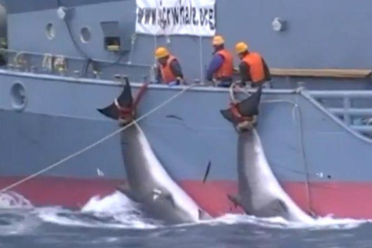 Dos ballenas acabadas de cazar y siendo arrastradas por un barco japonés.