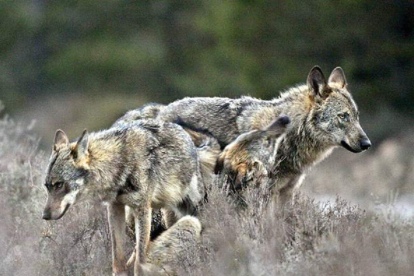 La federación de caza y las organizaciones agrarias comparten postura sobre el lobo. ANDONI CANELA