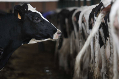Los granjeros pueden reclamar aun sin haber entregado su leche a las empresas multadas