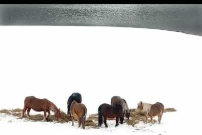 También el ganado ha sufrido las consecuencias de la ola de frío. Con los pastos helados, los ganaderos tuvieron que llevar hierba a los caballos de las montañas.