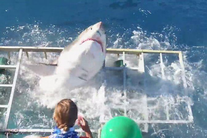 Un tiburón blanco entra en la jaula en la que se protegía un buzo. Por suerte, el hombre consiguió escapar ileso del ataque del animal.