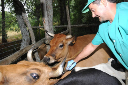 Fotografía de archivo de un veterinario atendiendo vacas en una manga ganadera.