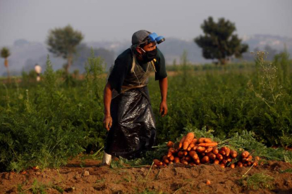 Un agricultor cosecha zanahorias en una finca de agricultura orgánica en Guatemala. ESTEBAN BIBA