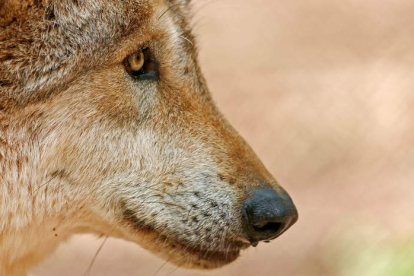 Al norte del río Duero reside la mayoría de lobos ibéricos, donde pueden ser objeto de gestión. RONALD WITTEK