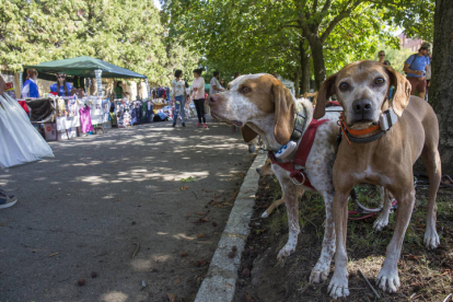 Fiesta canina de Mas que perros en el parque de los Reyes. F. Otero Perandones.