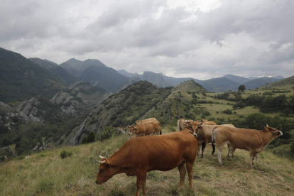 Vacas pastando en las montañas leonesas en una foto de archivo. JESÚS F. SALVADORES