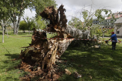 Un árbol en La Virgen del Camino se cayó el pasado mes de debido a los fuertes vientos. RAMIRO