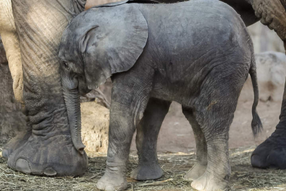Una cría de elefante de apenas veinte días de vida que nació en el Bioparc de Valencia. JUAN CARLOS CÁRDENAS