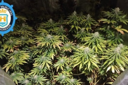 Plantas de marihuana icnautadas en la operación de Ponferrada. AYUNTAMIENTO DE PONFERRADA