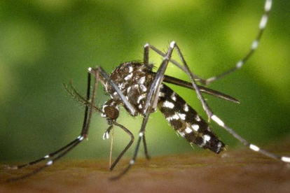 Un mosquito tigre o 'Aedes albopictus, insecto originario de Asia cuyas poblaciones se han consolidado en varios países del sur de Europa. Es un vector potencial de transmisión de enfermedades como el dengue o el chikungunya.