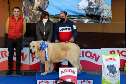 El perro elegido como mejor ejemplar del concurso fue Pelayo Picu Moro, de Cesar Álvarez. DL