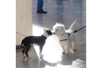 Los perros adiestrados pueden detectar enfermedades a través del olor. dl