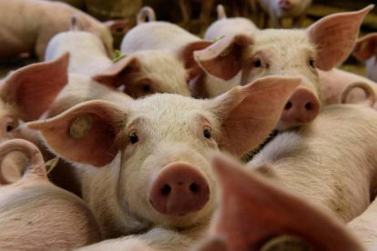 Un algoritmo ya sabe distinguir el lenguaje de los cerdos. MARKUS HEINE