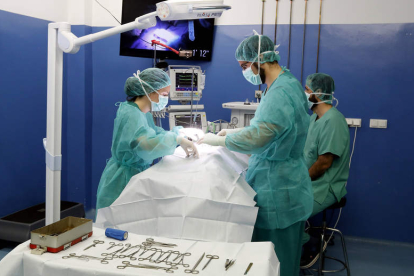 Una operación en el Hospital Veterinario de la ULE. M.P.