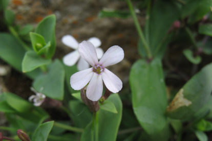 La Petrocoptis viscosa (imagen) y la Petrocoptis grandiflora son endémicas del Bierzo y se encuentran en la Peñas de Ferradillo. TACOBI