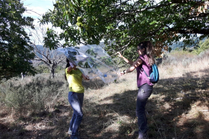 Dos técnicas en la parcela de pruebas que la Mesa del Castaño y Cesefor gestionan en el Bierzo. CESEFOR