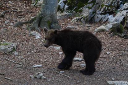 El oso esloveno Goiat, poco después de ser liberado en el valle de Ísil, en el parque natural del Alt Pirineu (Pallars Sobirà).