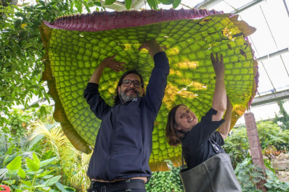 El horticultor español Carlos Magdalena, trabajador de Kew Gardens, junto al nenúfar gigante. EFE/ KEW GARDENS